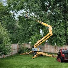 Reliable Cary, NC Tree Care Solutions